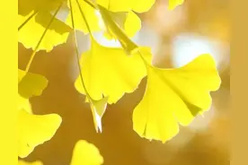 壁纸：唯美的黄色银杏叶，向你展示秋天的到来图片