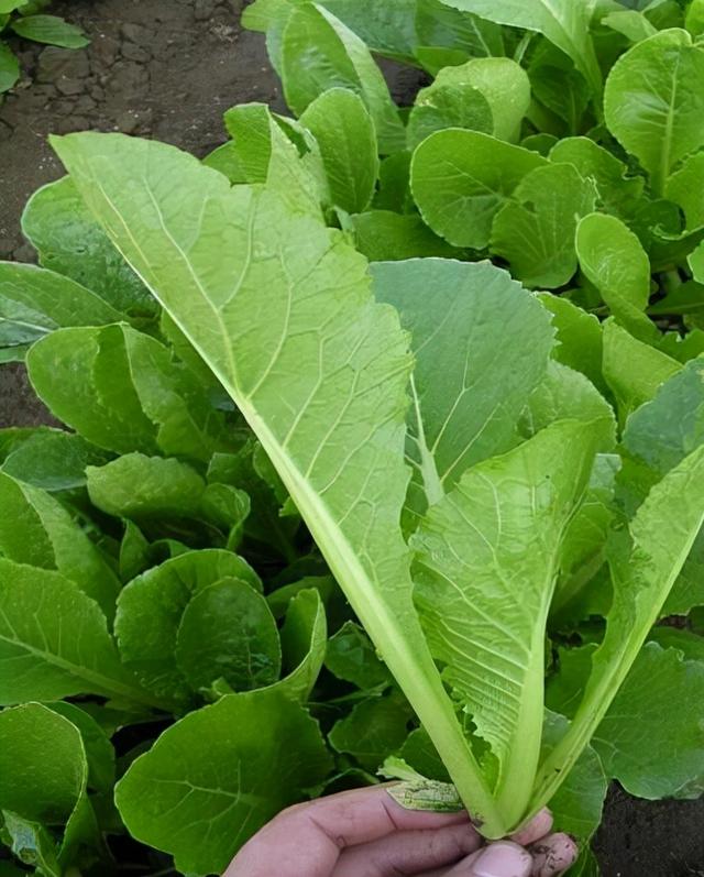 11种"大叶菜",阳台也能种,30天长成小菜园,一连采摘半年