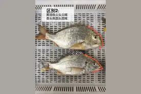 两种常见的海鱼，外观相似，价格却相差数倍，你能分辨吗？图片