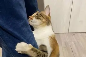 告诉你个秘密：“爱你入骨”的猫，才会有这些举动！图片