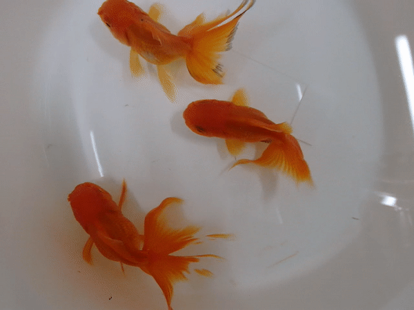 这种美貌的菜让你越吃越瘦，但你最好别碰这“负卡路里”食物
