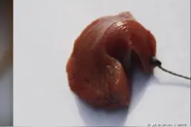 钓甲鱼很简单，掌握方法一钩一线一饵一晚上就可以钓一桶图片