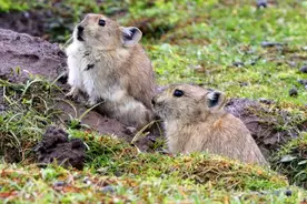 我国高原鼠兔泛滥成灾，数量高达12亿只，专家为什么说是好事？图片