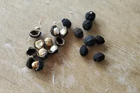 高度可达1米，过往村民见1棵铲1棵，如今却抢着采挖，珍贵又稀少图片