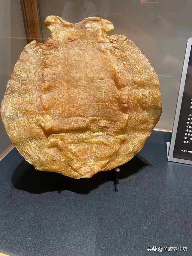 澳大利亚的花胶好吗 2026年澳洲买花胶便宜吗 澳大利亚的花胶好吗 2026年澳洲买花胶便宜吗