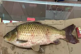 是鲫鱼是鲤鱼？湖北钓鱼人钓到7斤多重大鱼，分不清是哪种鱼类图片