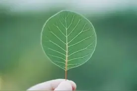 让异性高看的女人，往往有一些共同的特质图片