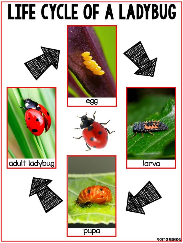 С��ѧ��̽��ϵ��֮�������׻�زİ�