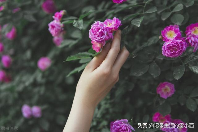 推荐3个重庆主城看蔷薇花的地方，你去过几个？