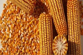 矮杆抗倒，抗病早熟，密植高产，玉米新品种先玉1808，你种过吗？图片