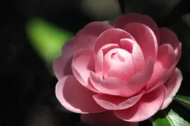 抠门抠到家的生肖男，很会精打细算，对老婆特别抠门图片