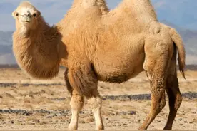 1年前被卖到百里之外，骆驼竟徒步走回家，它是如何认路的？图片