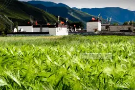 2023年西藏计划落实青稞播种面积220万亩图片