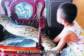 96年海南巨蟒为报恩甘愿当“御用保姆”：与主人同眠，还赚钱养家图片