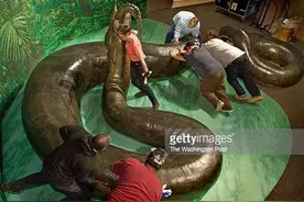 地球上迄今已知最大的蛇有多大呢图片