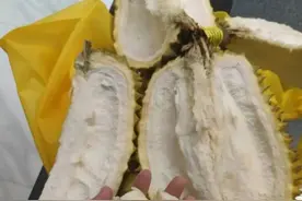 开榴莲盲盒到底有多上瘾？图片