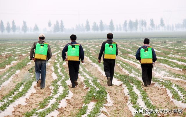 如何正确认识、正确挑选与正确使用芸苔素内酯？注意这几点