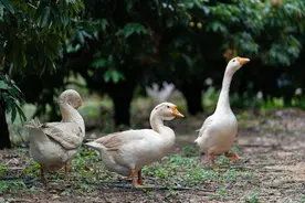 养鹅前一定要了解鹅常见病的特征，对症用药才能事半功倍！图片