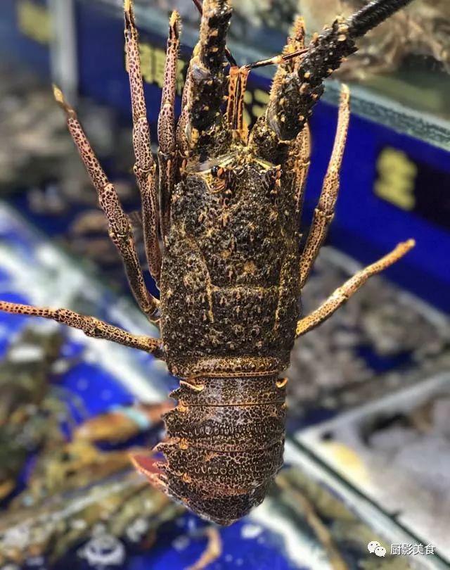 40头的花胶是几级 2025年花胶40头是什么意思?