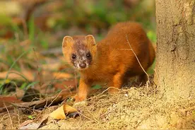 北京女子被黄鼠狼拦路，咬住裤腿不肯松口，这是不好的预示吗图片
