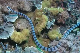 盘点世界蛇类之最，你都知道哪些？图片