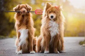 两只狗交配时，为何会流血呢？图片