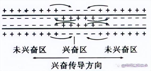 高中生物-人体内环境稳态的生理意义及调节