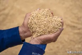 今年稻谷价格多少钱一斤？后期会上涨吗？2022下半年稻谷行情预测图片