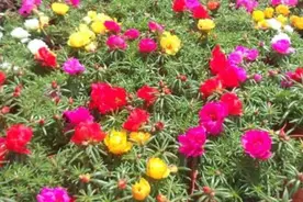 太阳花别光浇水，掌握3个“技巧”，开花满盆，长期有花看图片
