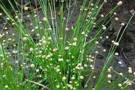 名叫“谷精草”的野生植物，现在不多见了。图片