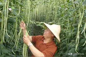 豆角什么时间播种？怎么种产量高？老农教你6招，结豆一茬接一茬图片