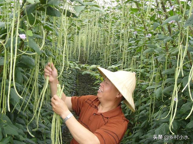 豆角什么时候种植（豆角什么时间播种怎么种产量高老农教你6招）