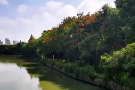 松江发现近万株罕见水蕨属植物！图片