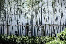 竹子是提升庭院意境必不可少的植物，但是你真的会种竹子吗？图片