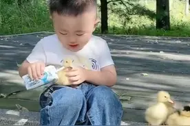 多肉：2岁萌娃靠“遛鸭”走红，半年吸粉百万，被誉为“鸭司令”图片