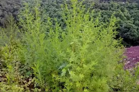 农村这种植物，挽救400万年的生命，在民间还有4个常见的用途图片