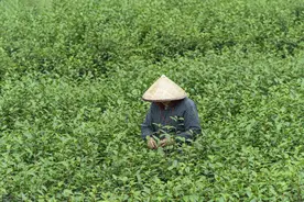 为何大家都说明前龙井比较好？好在哪里？图片