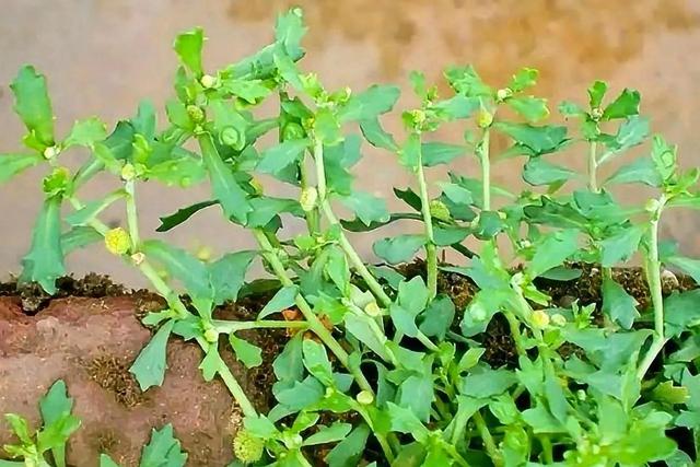 田边常见的鹅仔草,价值这么高,还有人下乡收购,如今不多见了(鹅不食草