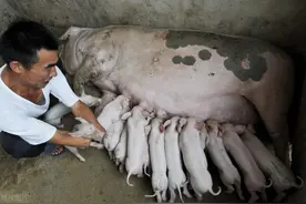 母猪从怀孕到生产一共需要多少天？母猪从怀孕到生产怎么管理？图片