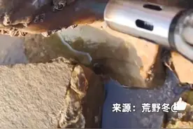 小伙带喷枪赶海新鲜生蚝开盖即食 网友：实现海鲜自助餐自由图片
