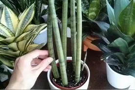 6种吉利花，必须“小盆养”，花盆越大，越难成精品图片