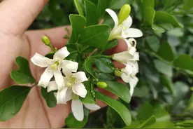 想让九里香花开满枝，这6点要做好，4月后一直开花图片