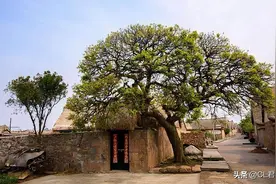 “阴树进家坏风水”，阴树有哪些？3种树不能在家种，村民要注意图片