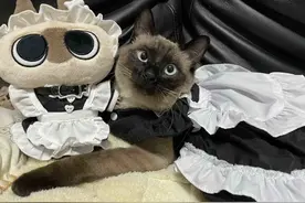 猫界“鄙视链” 出来了！狸花猫和三花上榜！最底层的居然很多人养图片