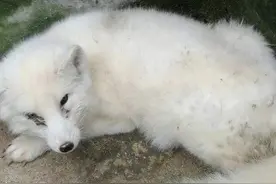 民间故事：光棍救下女子，晚上女子害怕要光棍陪伴，光棍犹豫不决图片