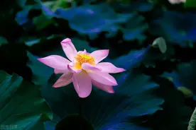 若，下辈子，我们还能遇见图片