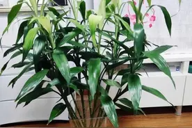 水培富贵竹总是黄叶还烂根？教你几个简单小妙招，恢复油绿长势旺图片