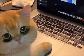 敲可爱的搞怪猫咪狗狗头像｜图片