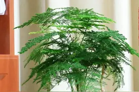 养文竹，有一步很关键，年年郁郁葱葱，翠绿旺盛，生长迅速长爆盆图片