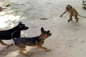 令人胆寒的猴狗大战：狗杀猴一只，猴杀狗250条，狗为何干不过猴图片